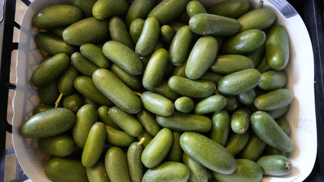 Talebe yetişemiyorlar, adeta yok satıyor! O ilimizde yerli tropikal meyve hasadı başladı 20